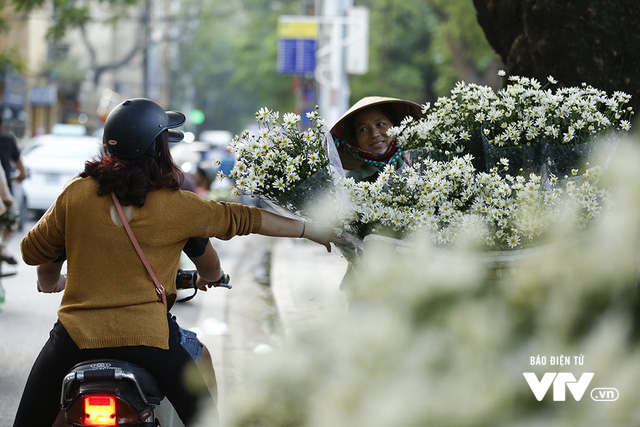 Hà Nội... có một mùa cúc họa mi - Ảnh 8.