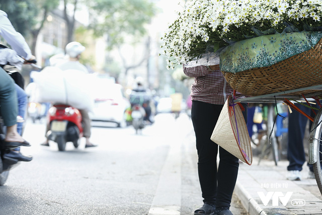 Hà Nội... có một mùa cúc họa mi - Ảnh 9.