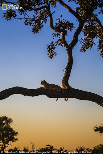 Thiên nhiên hoang dã đẹp mê hoặc trong ảnh của National Geographic - Ảnh 6.