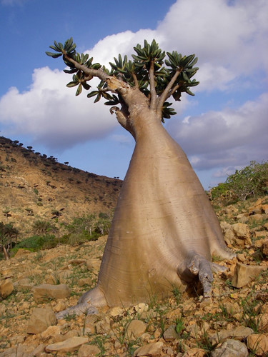 Khám phá Socotra - Hòn đảo được ví như hành tinh khác trên Trái đất - Ảnh 2.