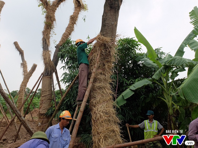 Cận cảnh vườn ươm hồi sinh các cụ xà cừ trên phố Kim Mã - Ảnh 3.