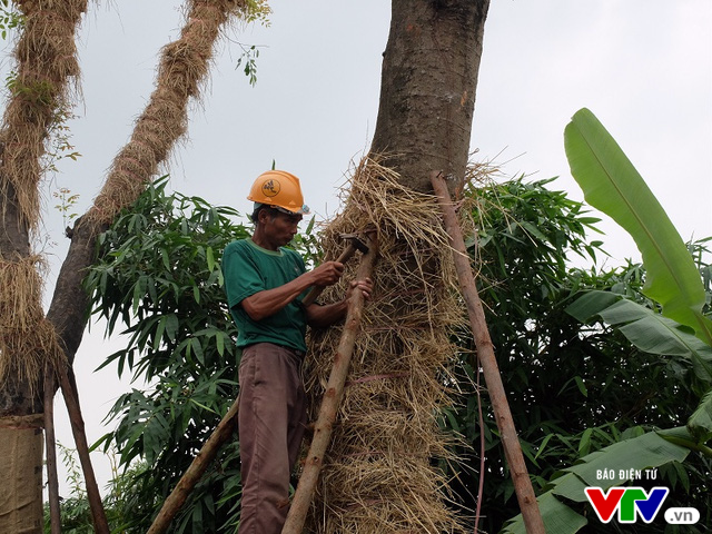 Cận cảnh vườn ươm hồi sinh các cụ xà cừ trên phố Kim Mã - Ảnh 5.