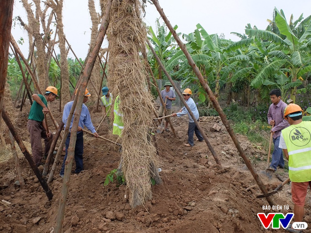 Cận cảnh vườn ươm hồi sinh các cụ xà cừ trên phố Kim Mã - Ảnh 6.