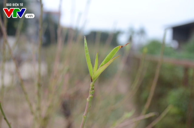 Người dân làng đào tất bật tuốt lá, chuẩn bị cho Tết Nguyên đán - Ảnh 7.