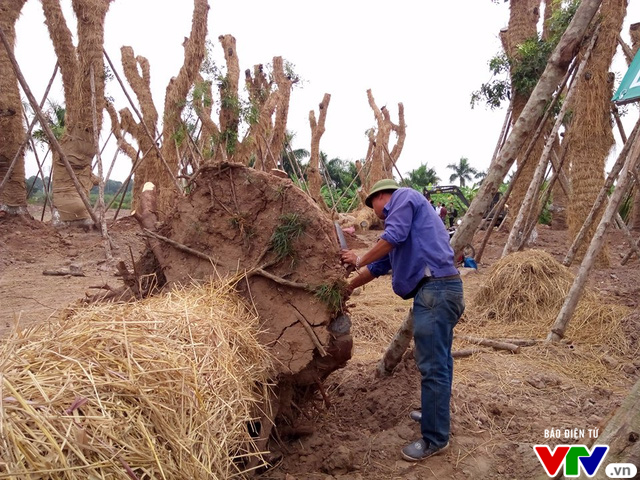 Hơn 100 cây xanh di dời trên phố Kim Mã giờ ra sao? - Ảnh 1.