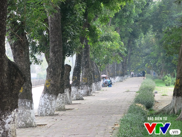 Hà Nội: Di chuyển hàng cây xanh phố Kim Mã, người dân tiếc hùi hụi - Ảnh 1.