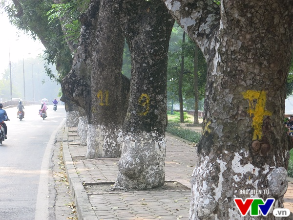 Hà Nội: Di chuyển hàng cây xanh phố Kim Mã, người dân tiếc hùi hụi - Ảnh 2.