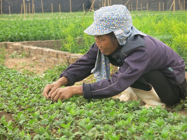 Làng hoa Tây Tựu tràn ngập sắc màu hoa Tết - Ảnh 8.