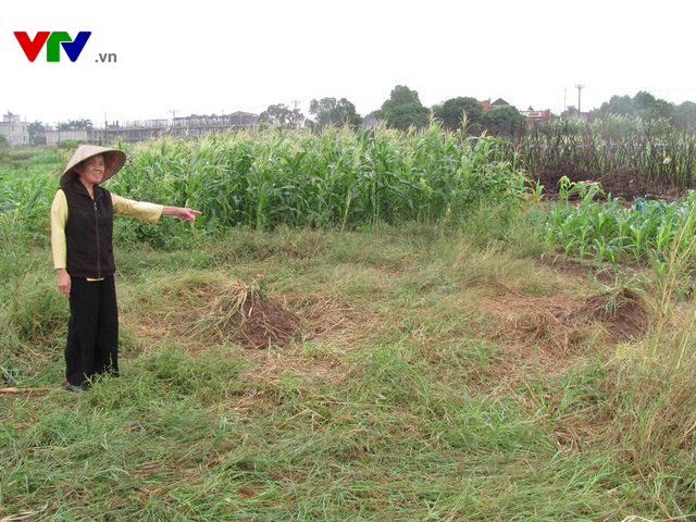 Vụ nghĩa trang bãi Xém: UBND Quận Long Biên khẳng định là đúng về mặt pháp lý - Ảnh 5.