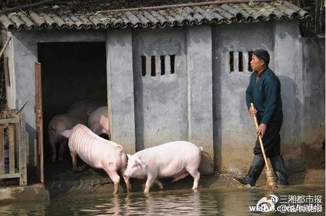 Bắt lợn nhảy cầu mỗi ngày để... nâng cao sức khỏe - Ảnh 4.