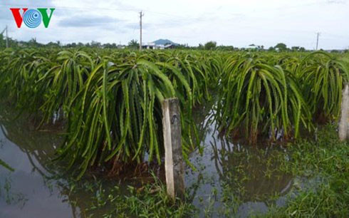 Mưa lớn tại Bình Thuận gây ngập cục bộ, tắc nghẽn  tuyến QL1A - Ảnh 2.