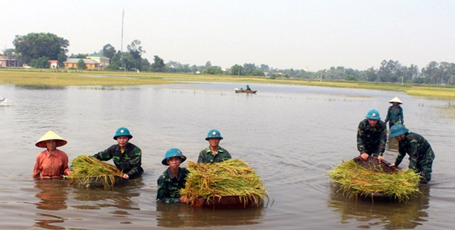 Nghệ An: Thanh niên, bộ đội dầm mình giúp dân gặt lúa sau bão - Ảnh 1.