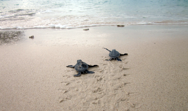 Rùa xanh - Những “phượt thủ” nhỏ bé giữa lòng đại dương - Ảnh 10.
