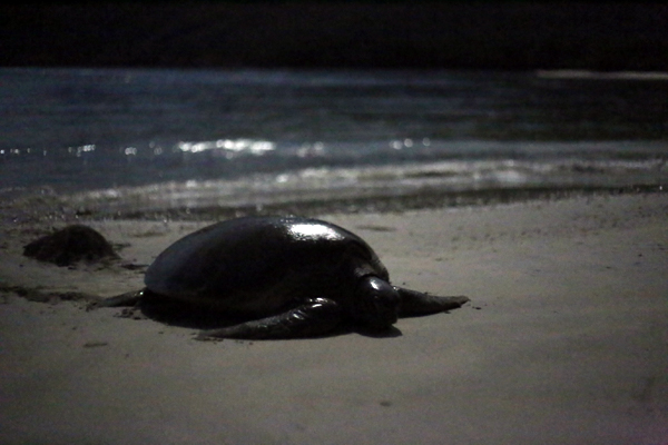 Rùa xanh - Những “phượt thủ” nhỏ bé giữa lòng đại dương - Ảnh 2.