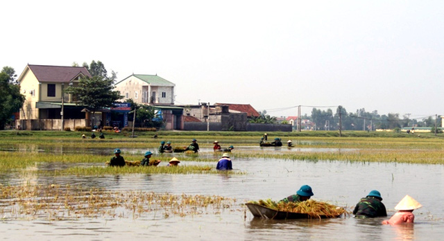 Nghệ An: Thanh niên, bộ đội dầm mình giúp dân gặt lúa sau bão - Ảnh 2.