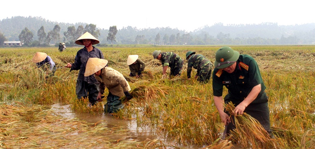 Nghệ An: Thanh niên, bộ đội dầm mình giúp dân gặt lúa sau bão - Ảnh 3.