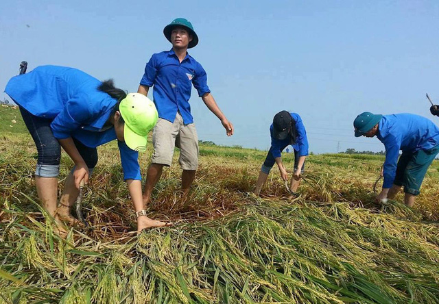 Nghệ An: Thanh niên, bộ đội dầm mình giúp dân gặt lúa sau bão - Ảnh 5.