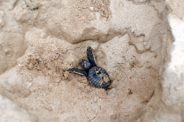 Rùa xanh - Những “phượt thủ” nhỏ bé giữa lòng đại dương - Ảnh 7.