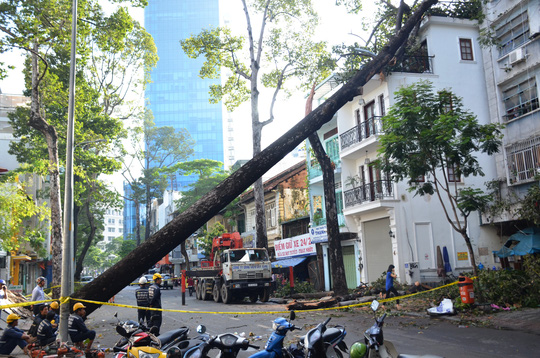 TP.HCM: Mưa lớn, cây cổ thụ bật gốc đè lên nhà 3 tầng - Ảnh 1.