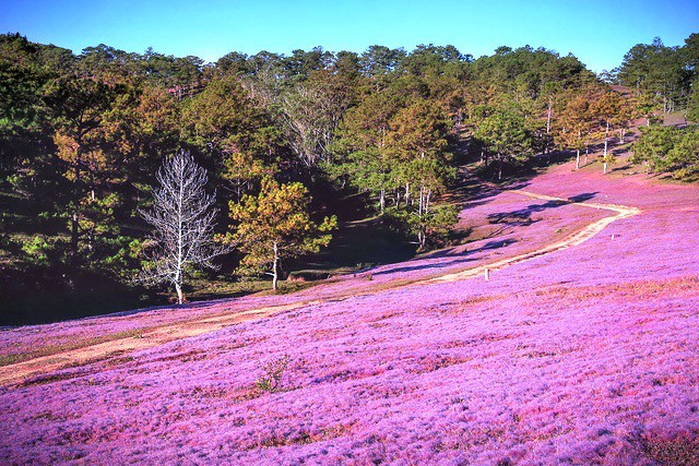 Mùa cỏ hồng đẹp như tranh ở Đà Lạt - Ảnh 4.