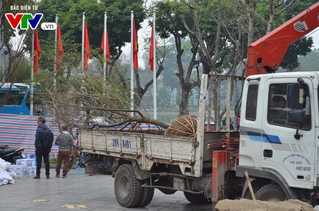 Hàng trăm cây hoa anh đào đã sẵn sàng khoe sắc tại vườn hoa Lý Thái Tổ - Ảnh 2.