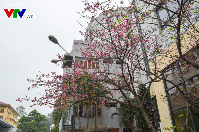 Nơi có hoa anh đào bung nở tự nhiên tuyệt đẹp tại Hà Nội - Ảnh 3.