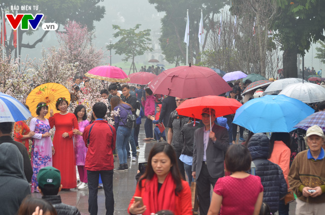 Hàng trăm người dân đội mưa ngắm hoa anh đào tại Hà Nội - Ảnh 7.