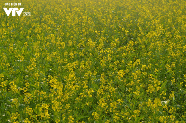 Vẻ đẹp h&uacute;t hồn của vườn hoa cải v&agrave;ng ươm ở ngoại th&agrave;nh H&agrave; Nội - Ảnh 1.