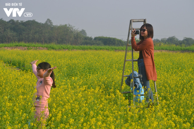 Vẻ đẹp h&uacute;t hồn của vườn hoa cải v&agrave;ng ươm ở ngoại th&agrave;nh H&agrave; Nội - Ảnh 2.