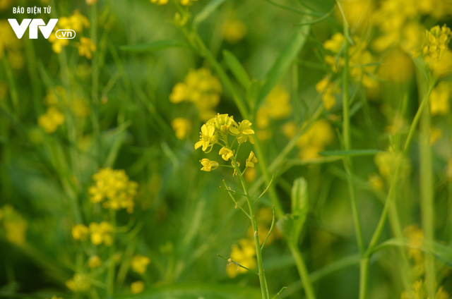 Vẻ đẹp h&uacute;t hồn của vườn hoa cải v&agrave;ng ươm ở ngoại th&agrave;nh H&agrave; Nội - Ảnh 5.