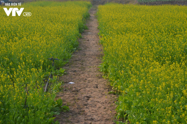 Vẻ đẹp h&uacute;t hồn của vườn hoa cải v&agrave;ng ươm ở ngoại th&agrave;nh H&agrave; Nội - Ảnh 6.