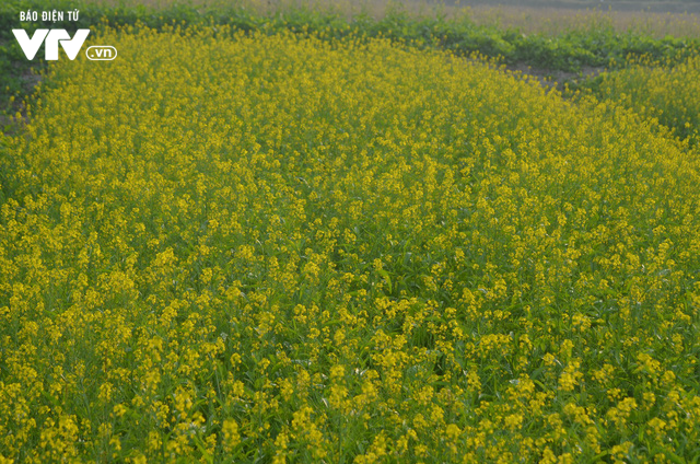 Vẻ đẹp h&uacute;t hồn của vườn hoa cải v&agrave;ng ươm ở ngoại th&agrave;nh H&agrave; Nội - Ảnh 7.