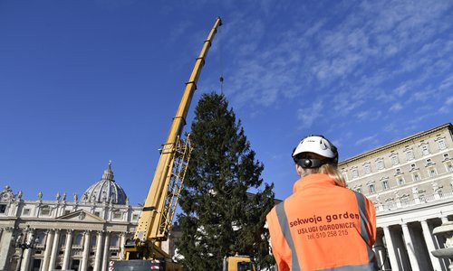 Cây thông mừng Giáng sinh ở Vatican cao 21m - Ảnh 2.