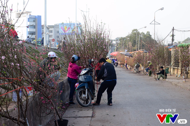 Hà Nội: Sắc hoa đào nhẹ nhàng xuống phố - Ảnh 7.