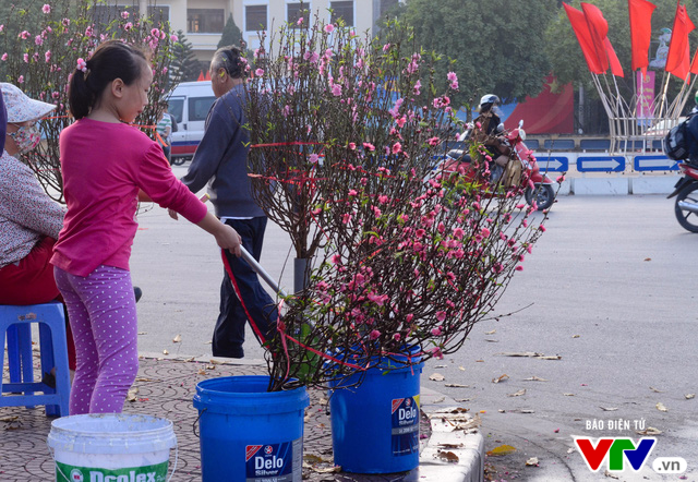 Hà Nội: Sắc hoa đào nhẹ nhàng xuống phố - Ảnh 5.