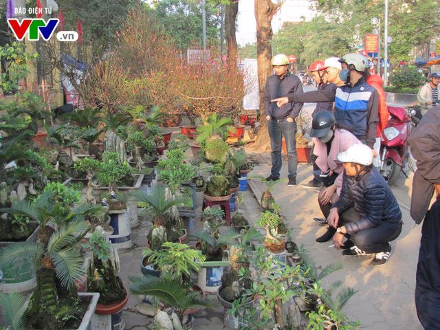 Độc đáo non bộ, bonsai ở các chợ hoa Tết Hà Nội - Ảnh 3.