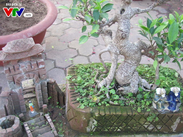 Độc đáo non bộ, bonsai ở các chợ hoa Tết Hà Nội - Ảnh 12.