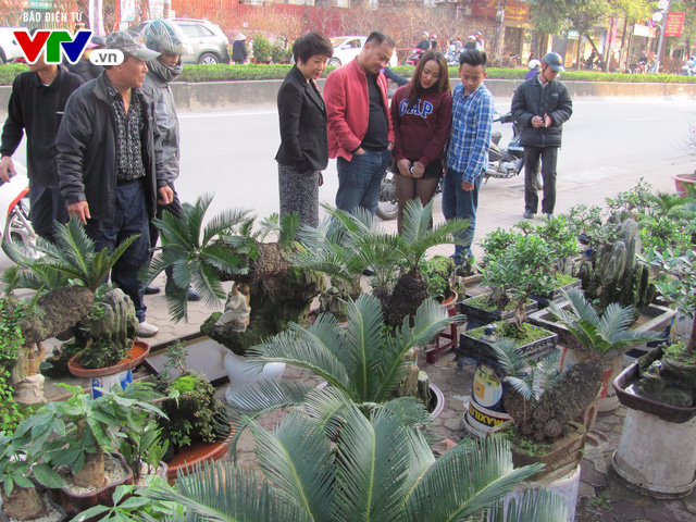 Độc đáo non bộ, bonsai ở các chợ hoa Tết Hà Nội - Ảnh 2.