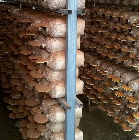 Bỏ thành phố, kỹ sư về quê làm nấm sạch thu trăm triệu đồng mỗi năm - Ảnh 4. Bỏ thành phố, kỹ sư về quê làm nấm sạch thu trăm triệu đồng mỗi năm - Ảnh 4.
