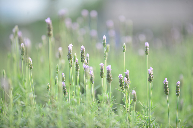 Vườn hoa lavender ở Hà Nội mới hé nụ đã hút khách - Ảnh 2. Vườn hoa lavender ở Hà Nội mới hé nụ đã hút khách - Ảnh 2.