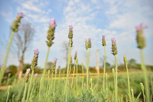 Vườn hoa lavender ở Hà Nội mới hé nụ đã hút khách - Ảnh 6. Vườn hoa lavender ở Hà Nội mới hé nụ đã hút khách - Ảnh 6.