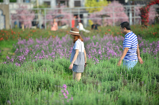 Vườn hoa lavender ở Hà Nội mới hé nụ đã hút khách - Ảnh 8. Vườn hoa lavender ở Hà Nội mới hé nụ đã hút khách - Ảnh 8.
