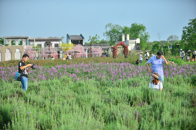 Vườn hoa lavender ở Hà Nội mới hé nụ đã hút khách - Ảnh 10. Vườn hoa lavender ở Hà Nội mới hé nụ đã hút khách - Ảnh 10.