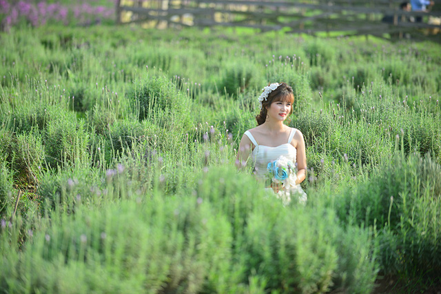 Vườn hoa lavender ở Hà Nội mới hé nụ đã hút khách - Ảnh 12. Vườn hoa lavender ở Hà Nội mới hé nụ đã hút khách - Ảnh 12.