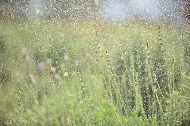 Vườn hoa lavender ở Hà Nội mới hé nụ đã hút khách - Ảnh 16. Vườn hoa lavender ở Hà Nội mới hé nụ đã hút khách - Ảnh 16.