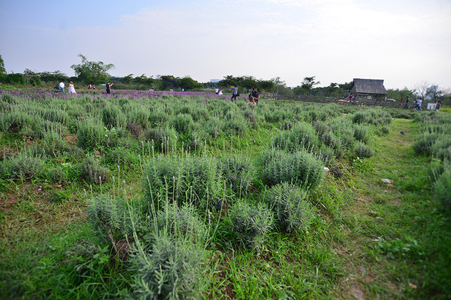 Vườn hoa lavender ở Hà Nội mới hé nụ đã hút khách - Ảnh 18. Vườn hoa lavender ở Hà Nội mới hé nụ đã hút khách - Ảnh 18.