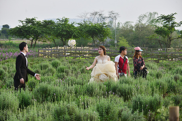 Vườn hoa lavender ở Hà Nội mới hé nụ đã hút khách - Ảnh 22. Vườn hoa lavender ở Hà Nội mới hé nụ đã hút khách - Ảnh 22.