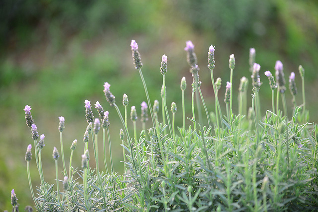 Vườn hoa lavender ở Hà Nội mới hé nụ đã hút khách - Ảnh 24. Vườn hoa lavender ở Hà Nội mới hé nụ đã hút khách - Ảnh 24.