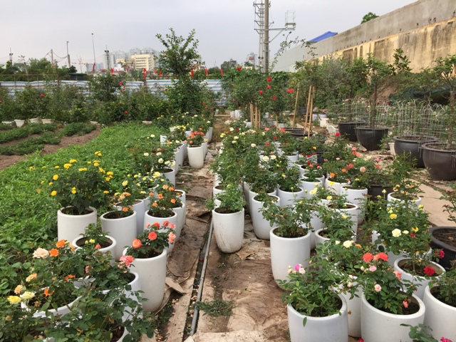 Hà Nội có trang trại hoa hồng 300 loài, mở cửa miễn phí - Ảnh 3.