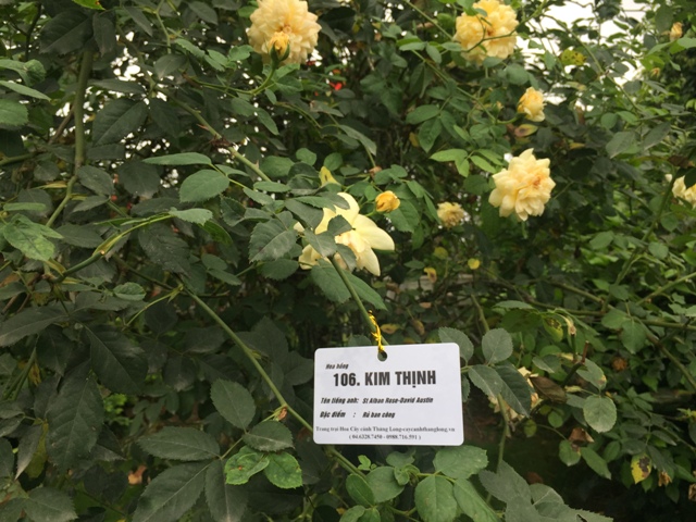 Hà Nội có trang trại hoa hồng 300 loài, mở cửa miễn phí - Ảnh 9.